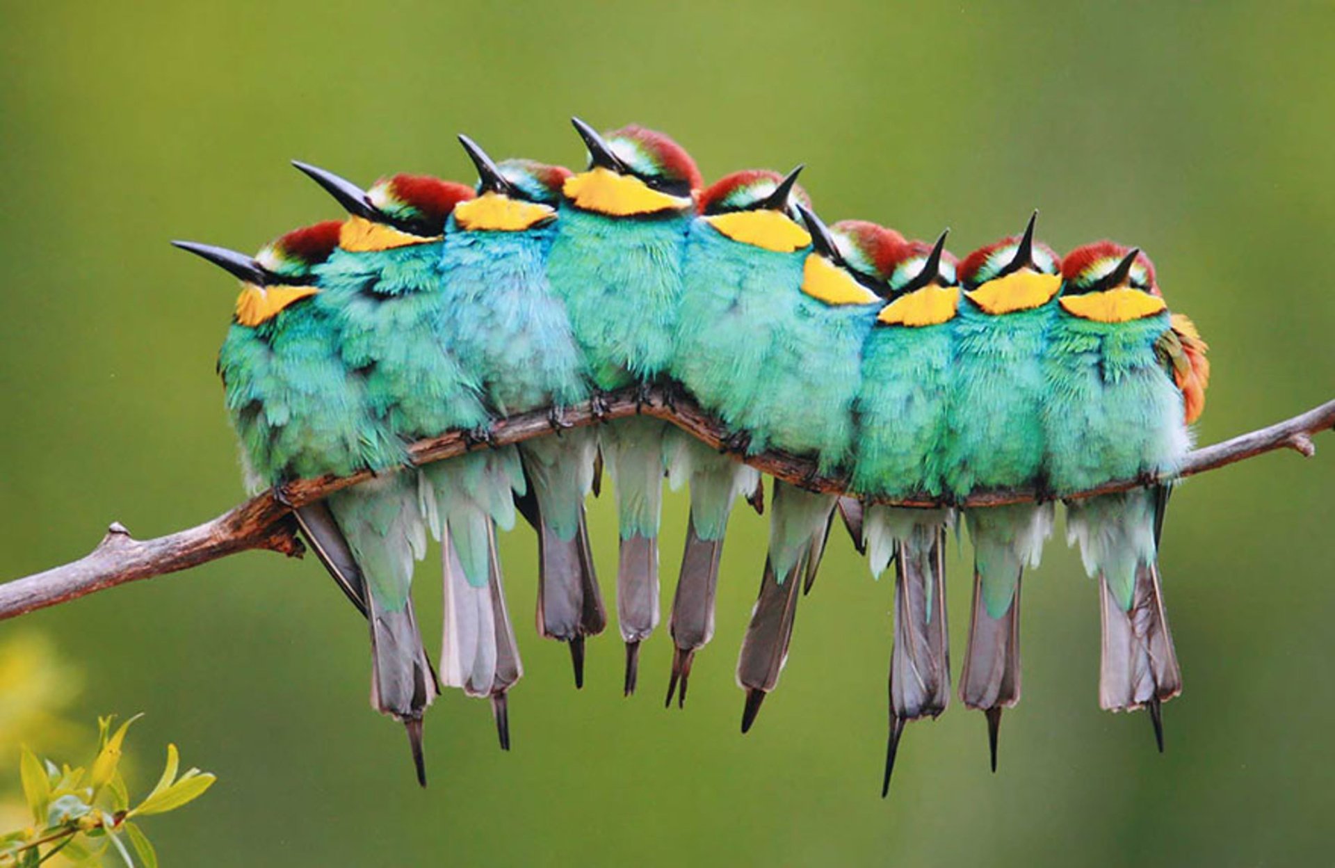 bird